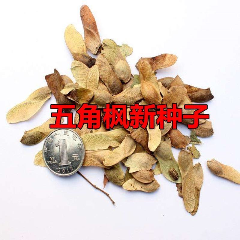 新采五角枫种子五角枫树籽绿化苗木树种子元宝枫种子元宝枫树