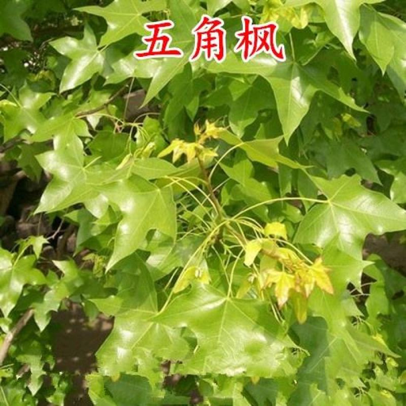 新采五角枫种子五角枫树籽绿化苗木树种子元宝枫种子元宝枫树