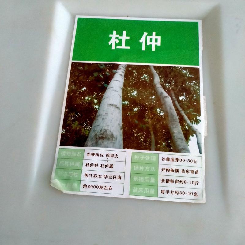 新采一级杜仲种子丝棉皮棉树皮胶树中药材树种子杜仲种籽