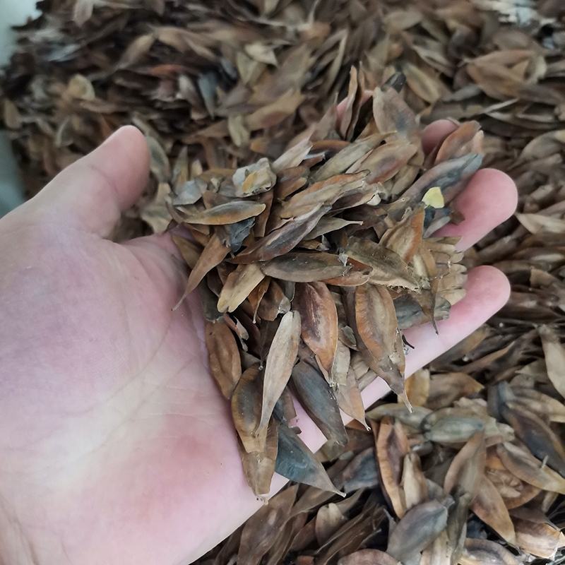 新采一级杜仲种子丝棉皮棉树皮胶树中药材树种子杜仲种籽