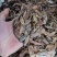 新采一级杜仲种子丝棉皮棉树皮胶树中药材树种子杜仲种籽