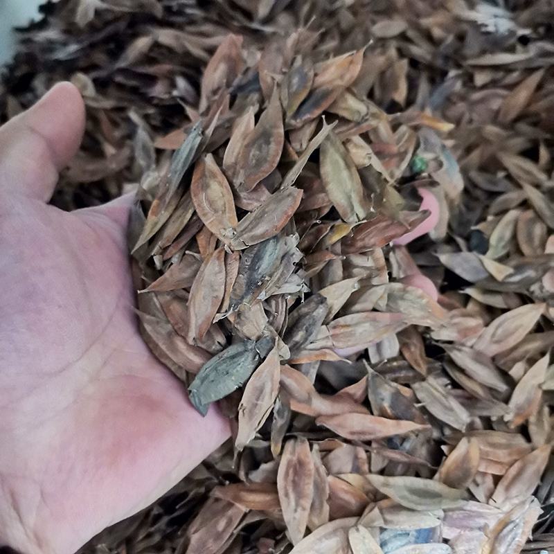 新采一级杜仲种子丝棉皮棉树皮胶树中药材树种子杜仲种籽