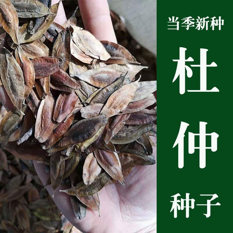 新采一级杜仲种子丝棉皮棉树皮胶树中药材树种子杜仲种籽