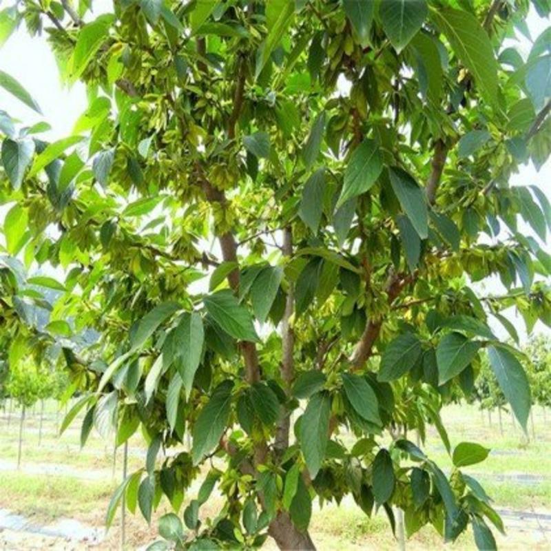 新采一级杜仲种子丝棉皮棉树皮胶树中药材树种子杜仲种籽