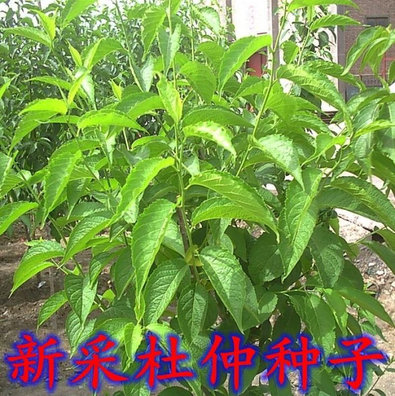 新采一级杜仲种子丝棉皮棉树皮胶树中药材树种子杜仲种籽