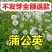 野生蒲公英种子种籽四季婆婆丁种孑春秋冬季种植药用盆栽蔬菜