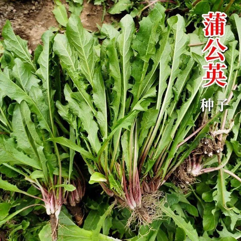 野生蒲公英种子种籽四季婆婆丁种孑春秋冬季种植药用盆栽蔬菜