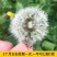 野生蒲公英种子种籽四季婆婆丁种孑春秋冬季种植药用盆栽蔬菜