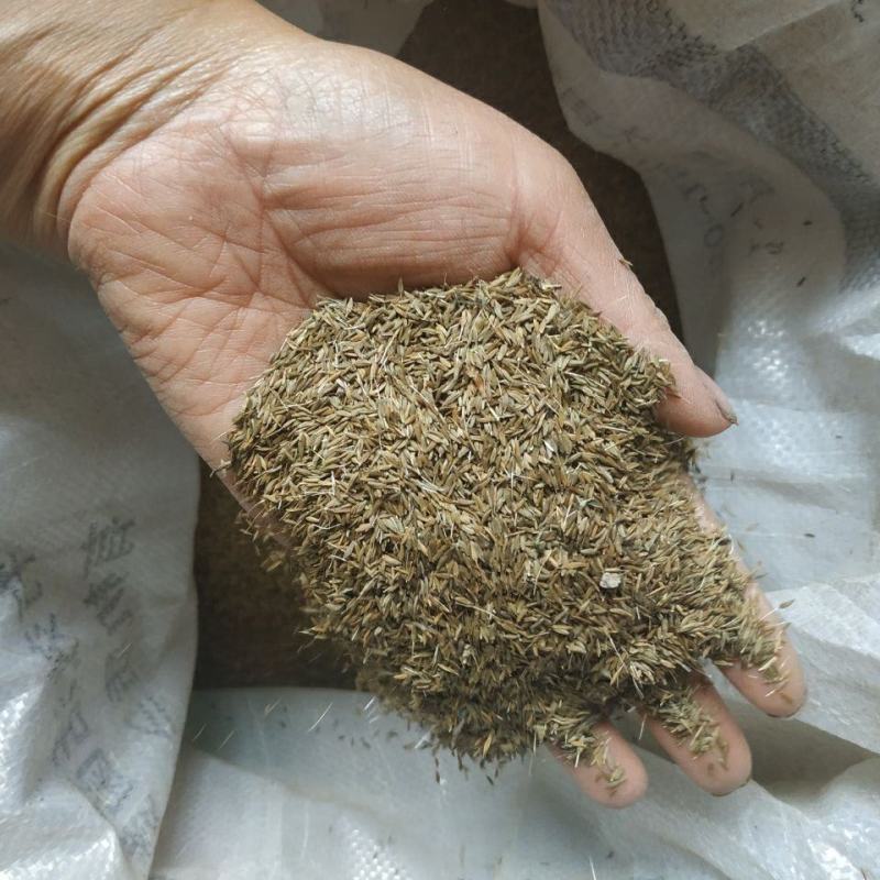 野生蒲公英种子种籽四季婆婆丁种孑春秋冬季种植药用盆栽蔬菜