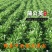 野生蒲公英种子种籽四季婆婆丁种孑春秋冬季种植药用盆栽蔬菜