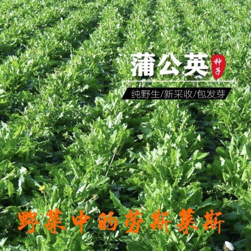 野生蒲公英种子种籽四季婆婆丁种孑春秋冬季种植药用盆栽蔬菜