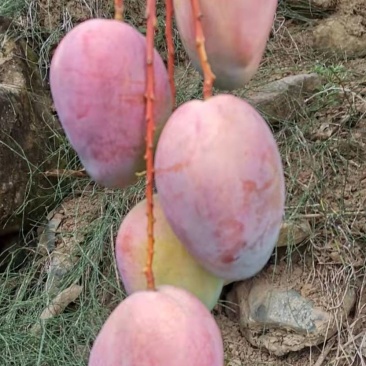 芒果
