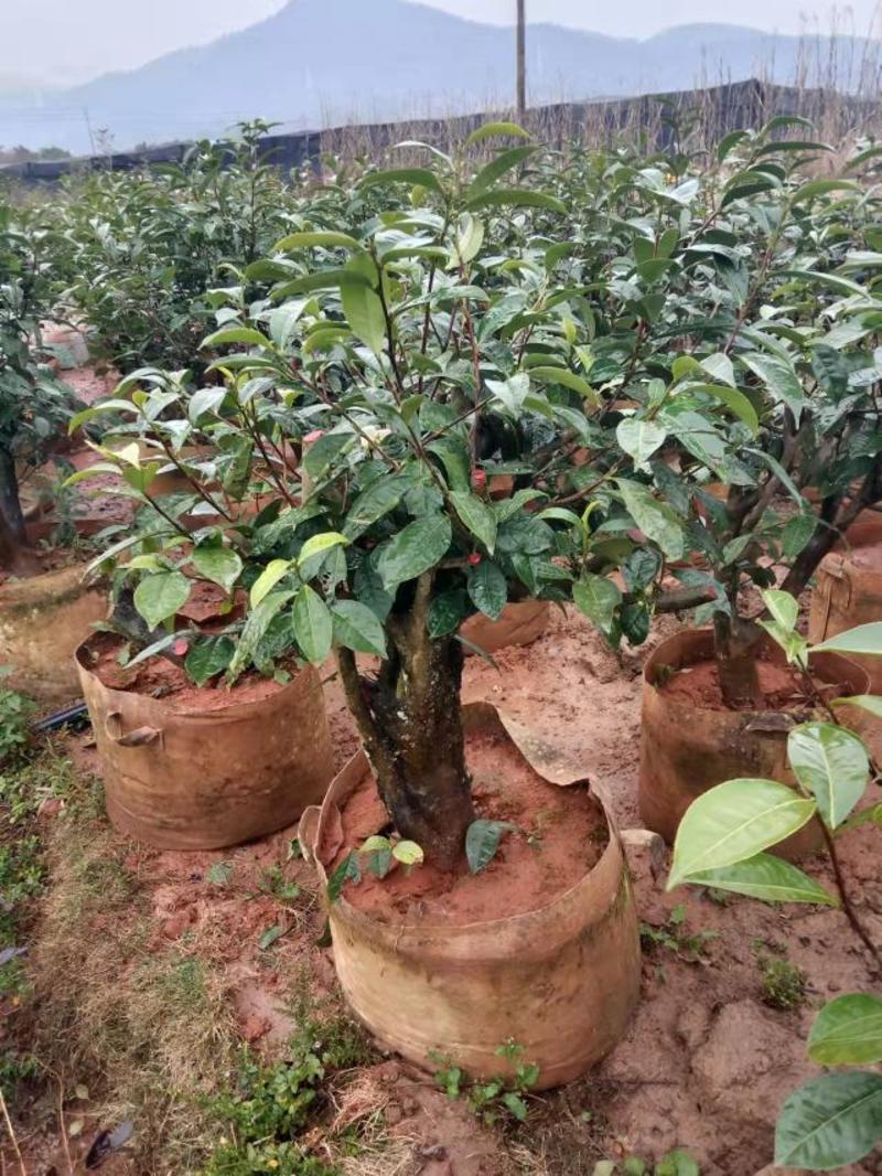 普洱茶树，古茶树，可做庭院造景树，盆栽树……用做商业树种