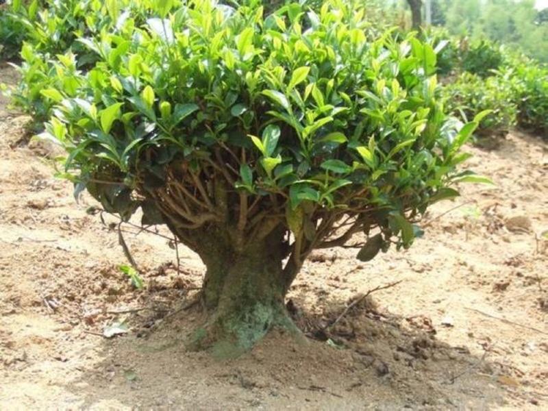 普洱茶树，古茶树，可做庭院造景树，盆栽树……用做商业树种