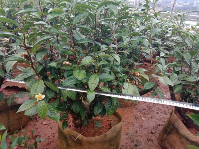 普洱茶树，古茶树，可做庭院造景树，盆栽树……用做商业树种