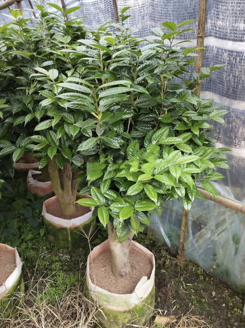 普洱茶树，古茶树，可做庭院造景树，盆栽树……用做商业树种