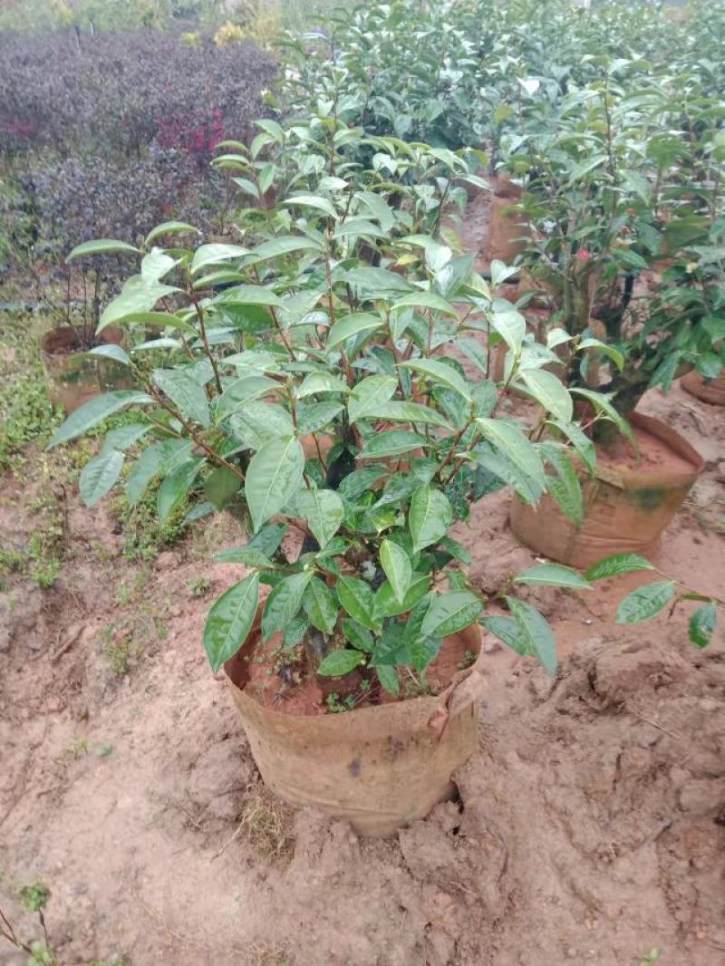 普洱茶树，古茶树，可做庭院造景树，盆栽树……用做商业树种