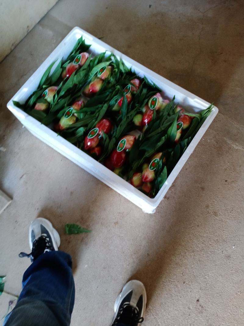 油桃