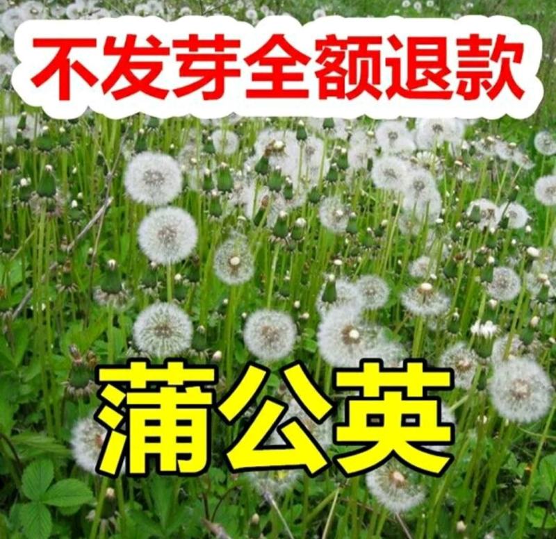 野生食用蒲公英种子种籽孑药用婆婆丁根茶四季播种阳台盆栽蔬