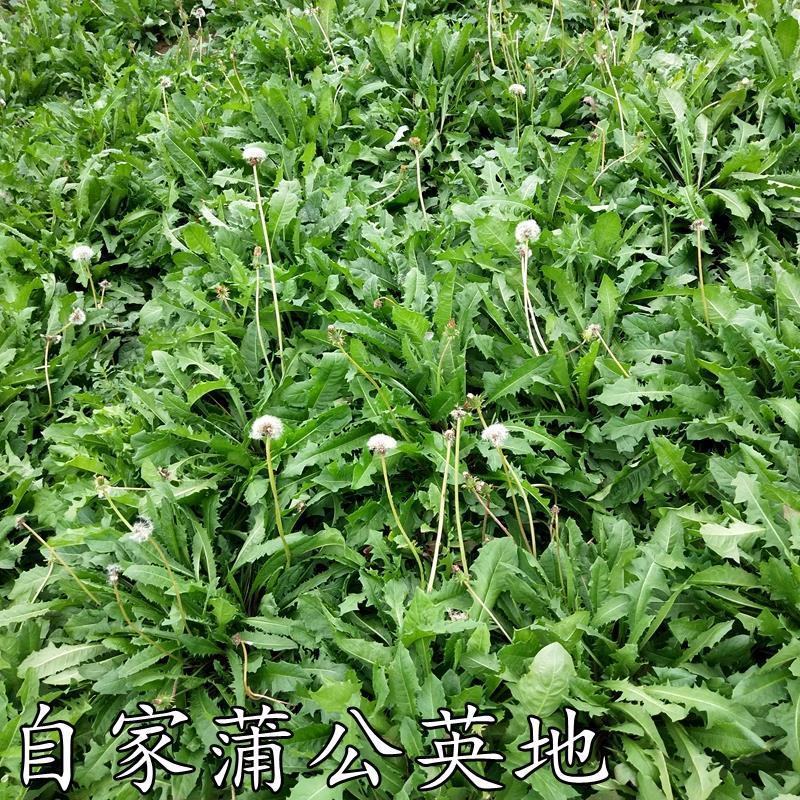 野生食用蒲公英种子种籽孑药用婆婆丁根茶四季播种阳台盆栽蔬