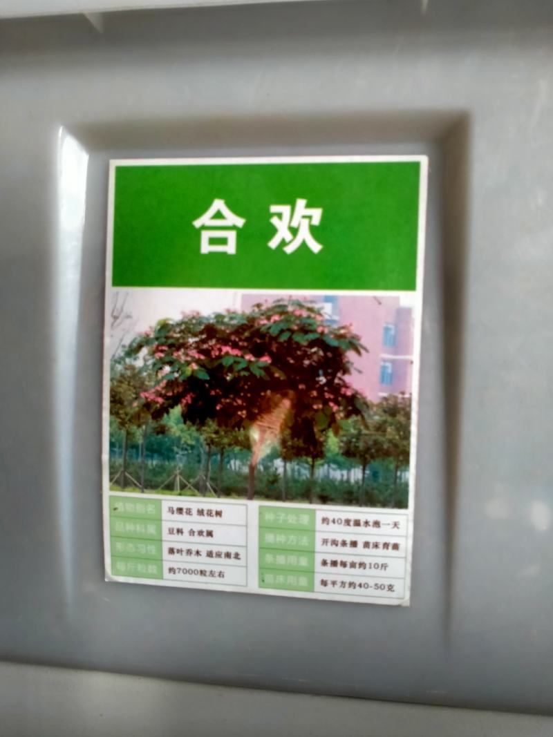 金合欢种子红花花种籽子银合欢籽路边护坡工程绿化山合欢树马