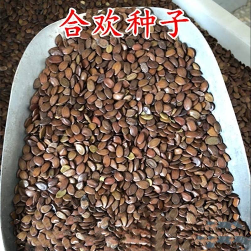 金合欢种子红花花种籽子银合欢籽路边护坡工程绿化山合欢树马