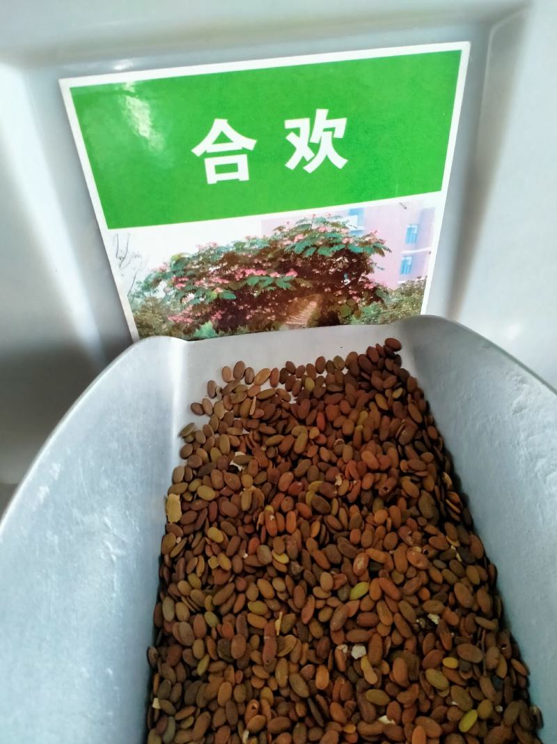 金合欢种子红花花种籽子银合欢籽路边护坡工程绿化山合欢树马