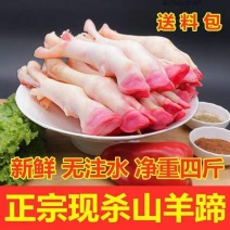 厂家新鲜生羊蹄冷冻羊脚蹄小羊蹄带筋羊蹄山羊蹄子
