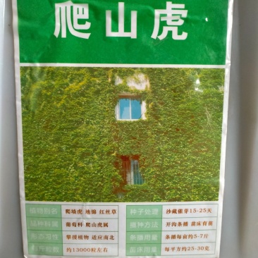 爬山虎种子爬墙的种籽爬墙虎种子爬藤植物攀爬植物种子常绿耐