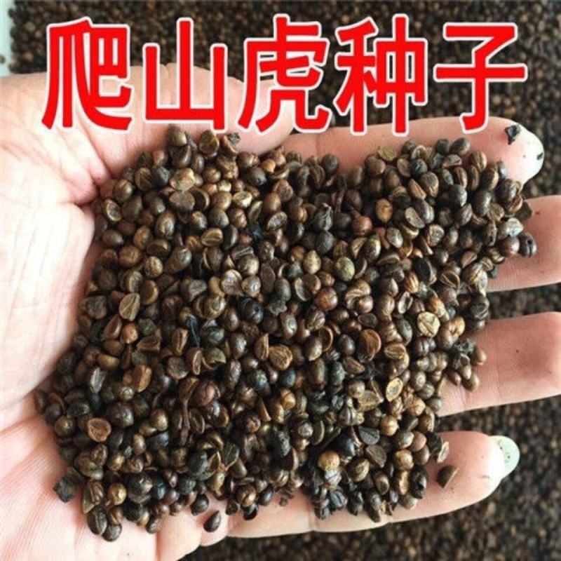 爬山虎种子爬墙的种籽爬墙虎种子爬藤植物攀爬植物种子常绿耐