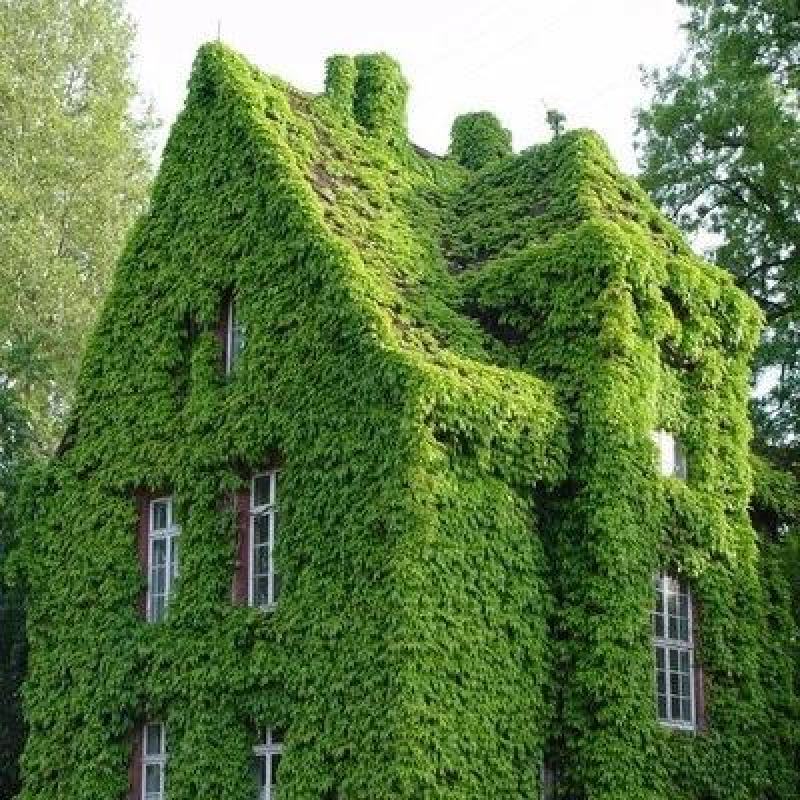 爬山虎种子爬墙的种籽爬墙虎种子爬藤植物攀爬植物种子常绿耐