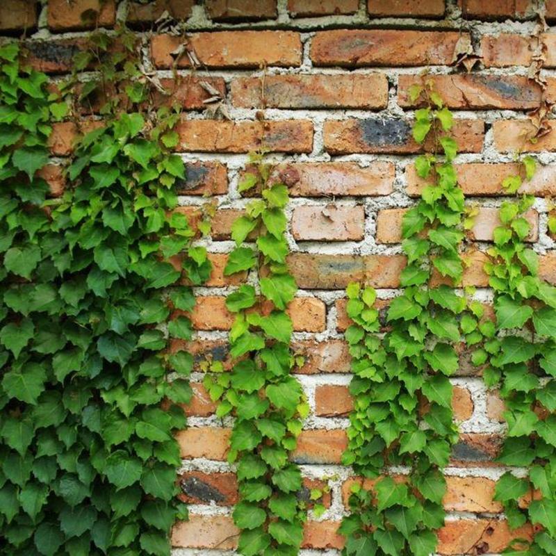 爬山虎种子爬墙的种籽爬墙虎种子爬藤植物攀爬植物种子常绿耐