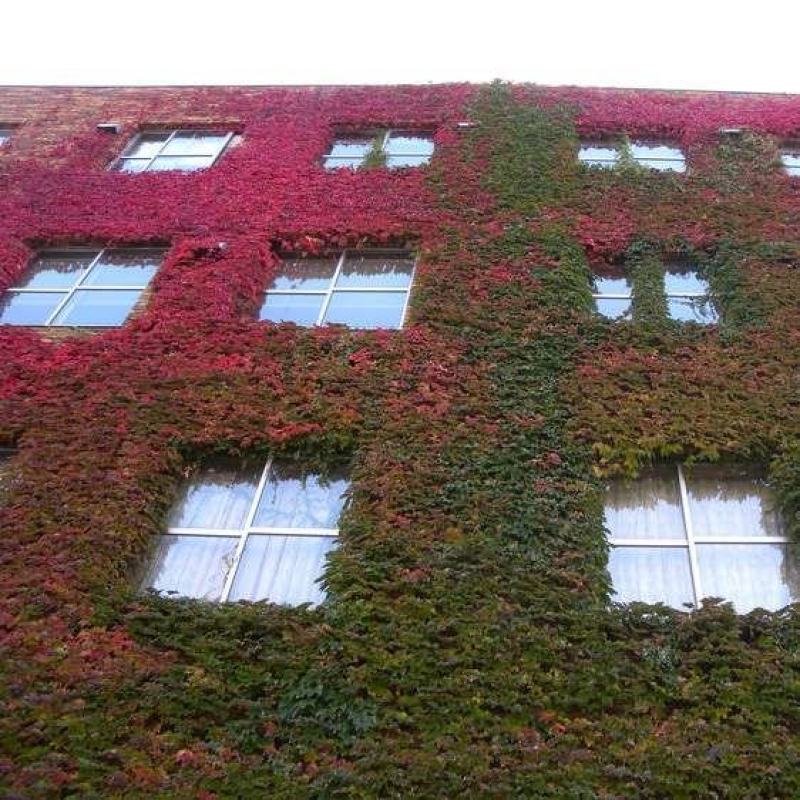 爬山虎种子爬墙的种籽爬墙虎种子爬藤植物攀爬植物种子常绿耐