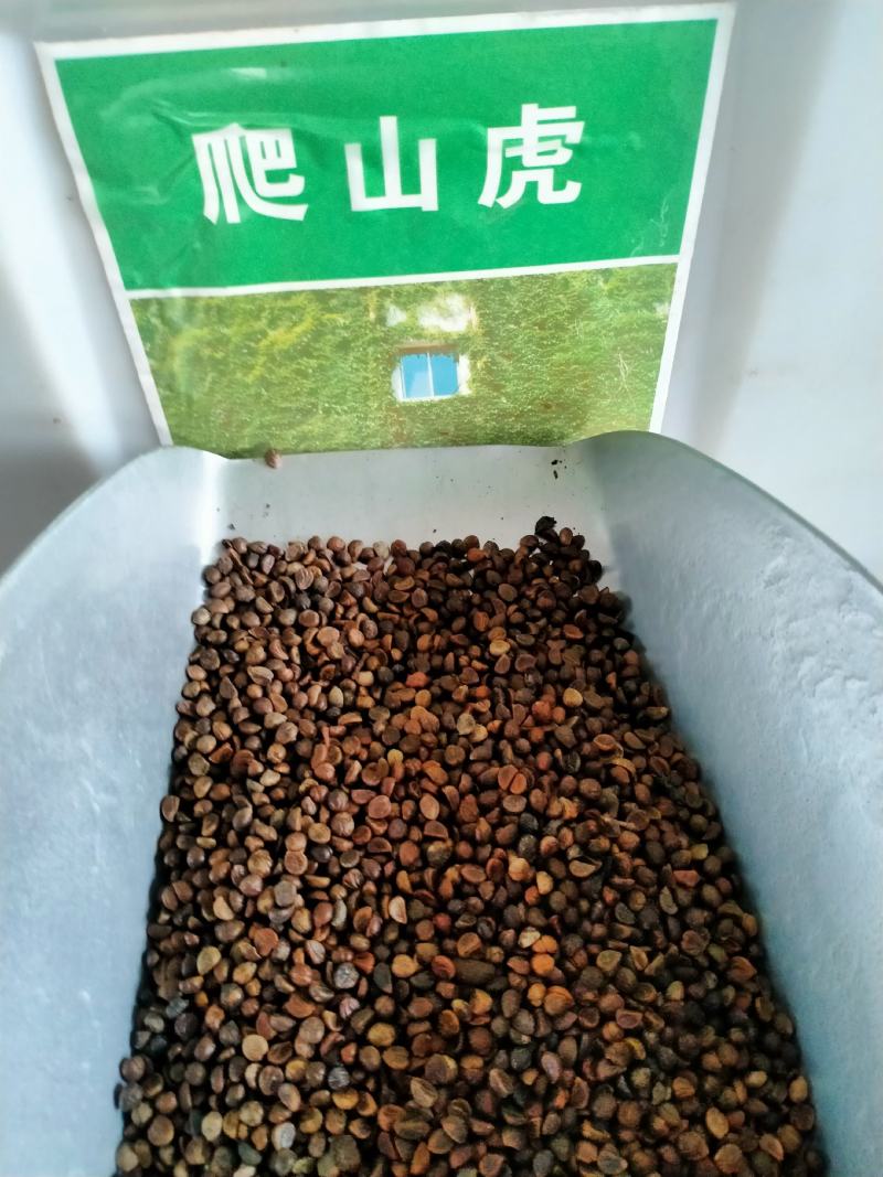 爬山虎种子爬墙的种籽爬墙虎种子爬藤植物攀爬植物种子常绿耐