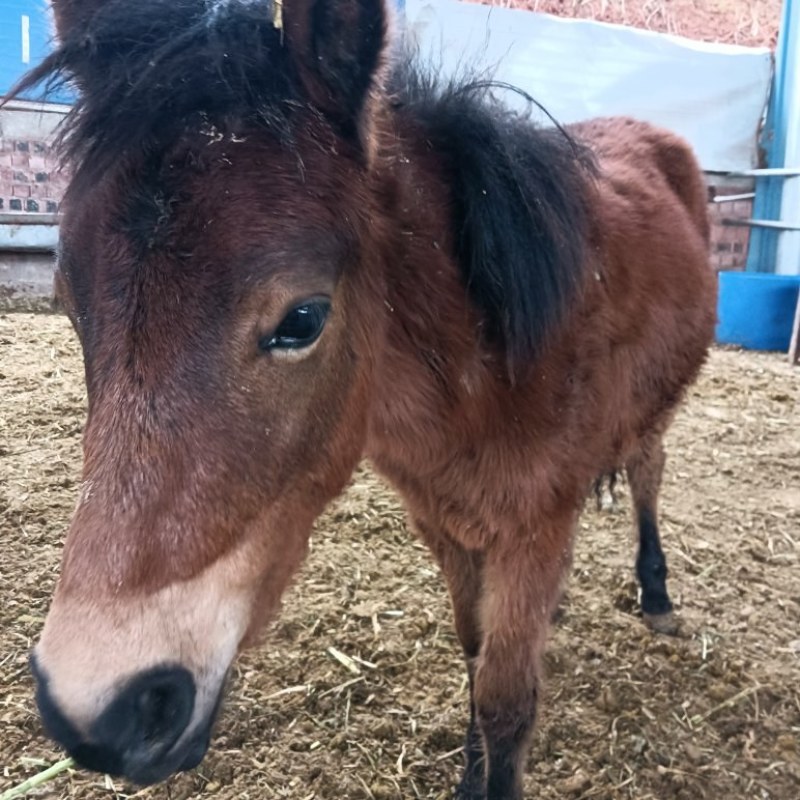 德保矮马