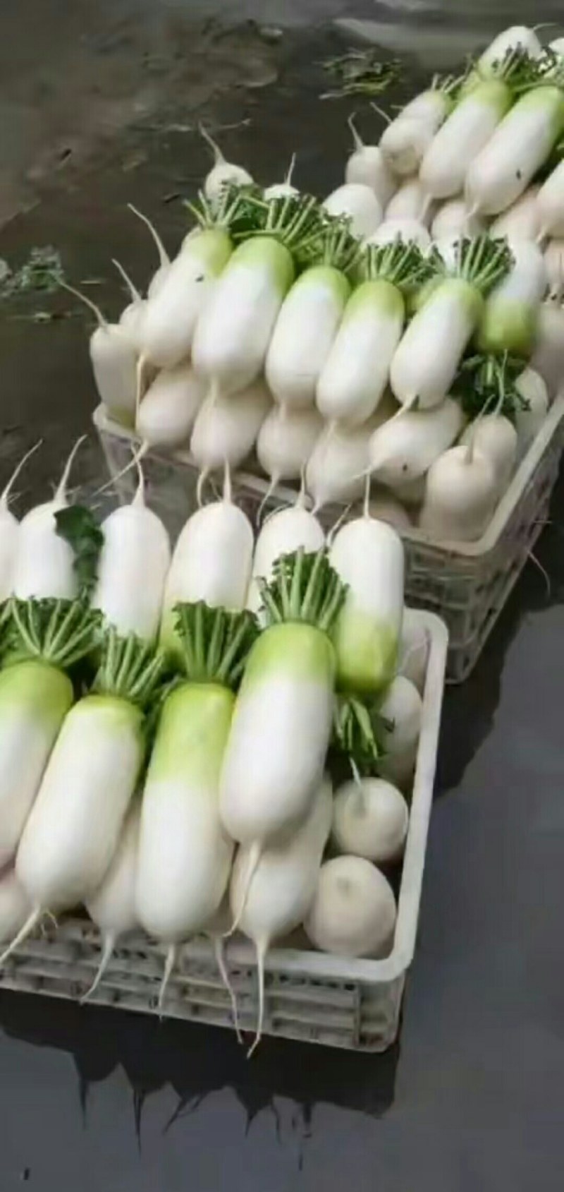 青头萝卜