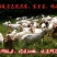 新鲜羊肠生羊肠羊杂羊肠小肠无油少油生羊肥肠羊下水羊羊肚羊