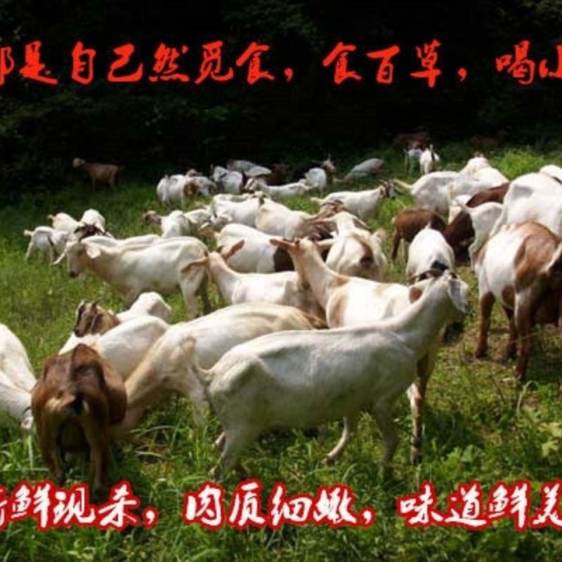 新鲜羊肠生羊肠羊杂羊肠小肠无油少油生羊肥肠羊下水羊羊肚羊