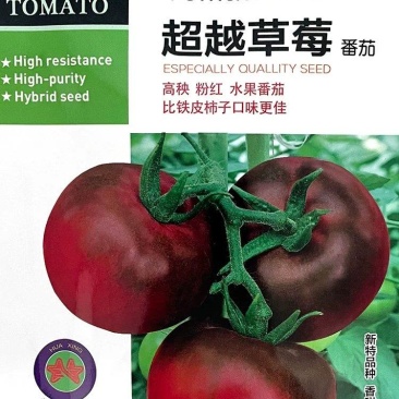 草莓番茄种子高秧比铁皮好水果型番茄种籽西红柿籽春秋种植