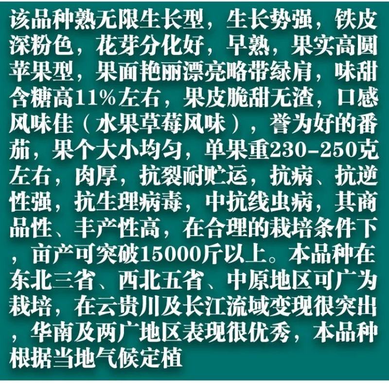 草莓番茄种子高秧比铁皮好水果型番茄种籽西红柿籽春秋种植