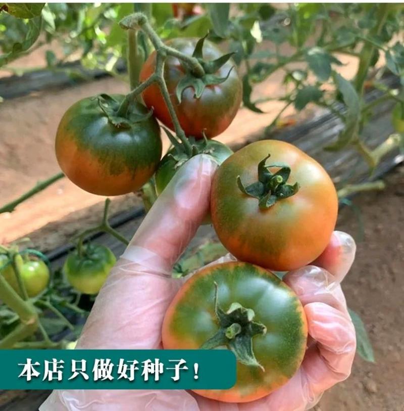 草莓番茄种子高秧比铁皮好水果型番茄种籽西红柿籽春秋种植