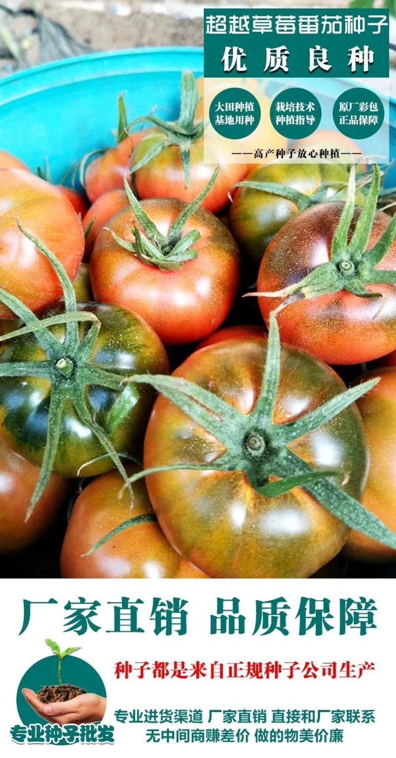 草莓番茄种子高秧比铁皮好水果型番茄种籽西红柿籽春秋种植