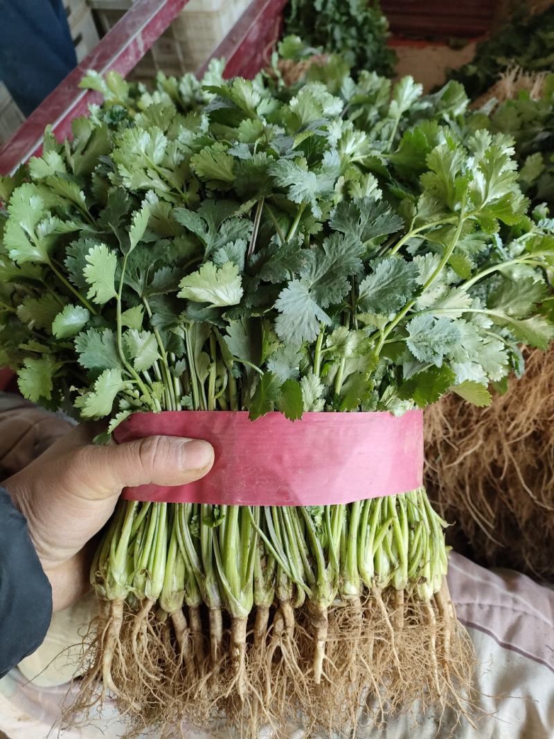 精品大叶香菜产地一手货源保质保量！