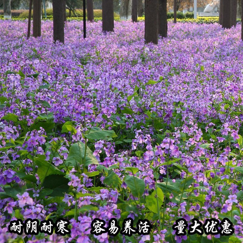 二月兰花种子四季种耐寒诸葛菜种子花种子四季易活多年生宿根