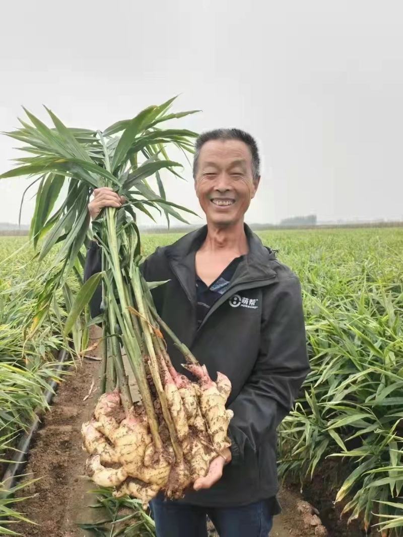 狮子头姜种（带芽）大黄姜产量高抗病毒全程技术指导