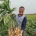 狮子头姜种（带芽）大黄姜产量高抗病毒全程技术指导
