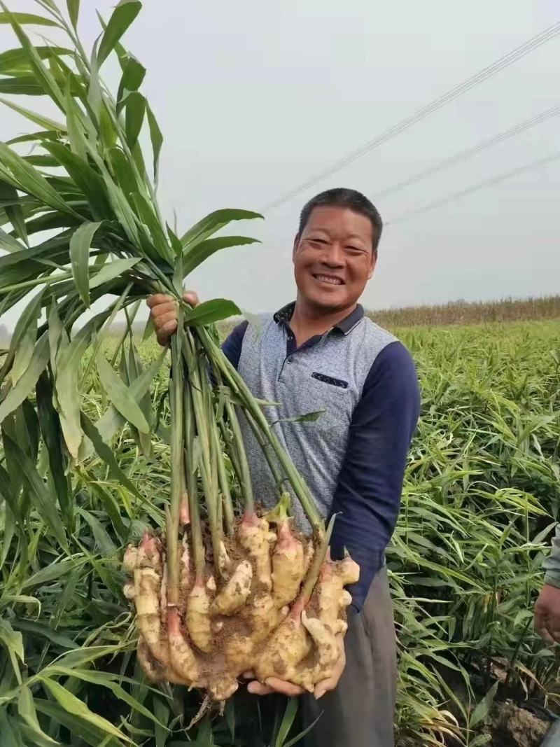 狮子头姜种（带芽）大黄姜产量高抗病毒全程技术指导