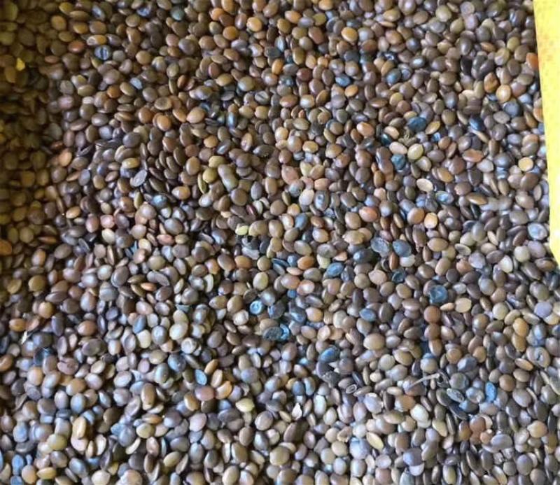 巨紫荆种子紫荆种子多花紫荆树种子洋紫荆加拿大宫粉紫
