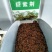 巨紫荆种子紫荆种子多花紫荆树种子洋紫荆加拿大宫粉紫