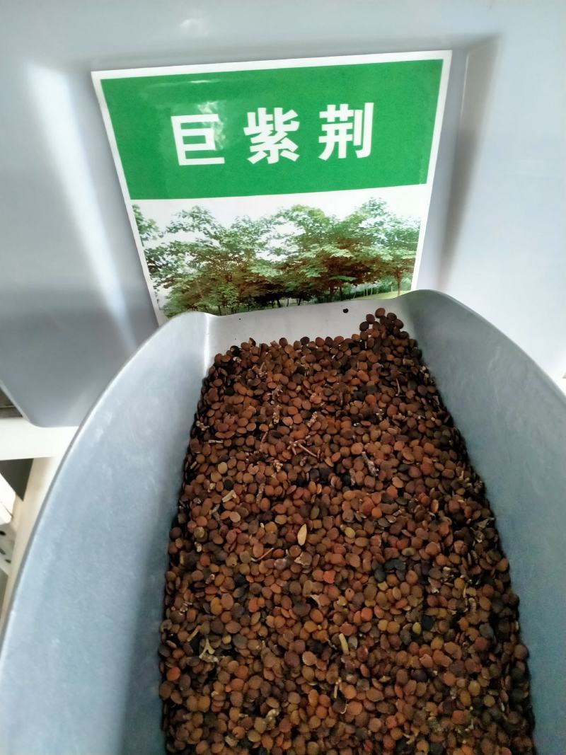 巨紫荆种子紫荆种子多花紫荆树种子洋紫荆加拿大宫粉紫